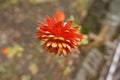 Side view of one red flower of Chrysanthemum Royalty Free Stock Photo