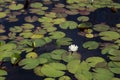 Side view of one single white waterlily among green lily pads in black water Royalty Free Stock Photo