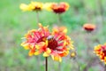 Side view of one vivid red and yellow Gaillardia flower, common name blanket flower,  and blurred green leaves in soft focus, in a Royalty Free Stock Photo