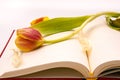 Side view of open notebook with withered tulip