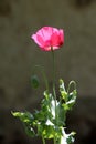 Side view of Opium poppy or Papaver somniferum plants with single fully open red flower surrounded with closed rounded capsules