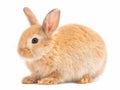 Side view of orange-brown cute baby rabbit sitting isolated on white background. Royalty Free Stock Photo