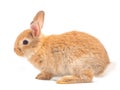 Side view of orange-brown cute baby rabbit standing isolated on white background. Royalty Free Stock Photo