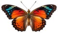 Side view of orange butterfly. clipping path. Royalty Free Stock Photo