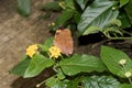 Side view on an orange falter sitting on a yellow blossom with closed wings in a greenhouse in emsbÃÂ¼ren emsland germany Royalty Free Stock Photo