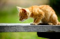 Side view of an orange kitten on a bench staring intently at something Royalty Free Stock Photo