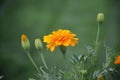 Side view of orange marigold centered on a green background.