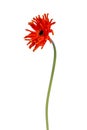 Side view of an orange yellow Spider Gerbera, isolated on white Royalty Free Stock Photo