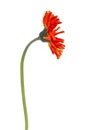 Side view of an orange yellow Spider Gerbera, isolated on white Royalty Free Stock Photo