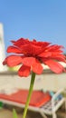 Side view of Orange Zinnia with blue sky Royalty Free Stock Photo