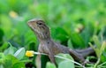 Side view of Oriental garden lizard (Calotes mystaceus) standin