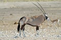 Side view of oryx gemsbok, Etosha