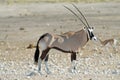 Side view of oryx gemsbok, Etosha Royalty Free Stock Photo