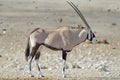 Side view of oryx gemsbok, flying birds, Etosha