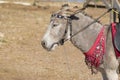 outdoor portrait of cute dozing donkey waiting for tourists