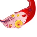 Side view of Ovarian cycle Royalty Free Stock Photo