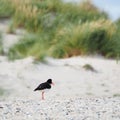 Side view of an oystercatcher at the beach of the island Heligoland