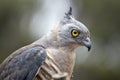 This is a side view of a pacific baza