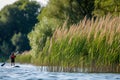 side view of a paddleboarder paddling past tall reeds on lake edge