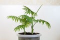 Side view on palm tree leaves in a pot Royalty Free Stock Photo