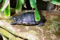 Side view of a pancake tortoise sitting on a stone Royalty Free Stock Photo