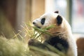 side view of panda eating bamboo