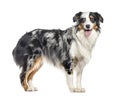 side view of a panting australian Shepherd standing up (1.5 year Royalty Free Stock Photo