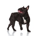 Side view of panting french bulldog looking up and behind Royalty Free Stock Photo