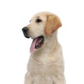 Side view of a panting labrador retriever`s head