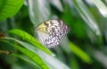 Idea leuconoe, also known as the paper kite butterfly, rice paper butterfly or large tree nymph Royalty Free Stock Photo