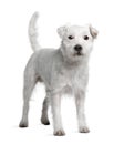 Side view of Parson Russell Terrier standing