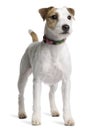 Side view of Parson Russell Terrier, standing
