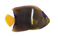 Side view of a Passer Angelfish