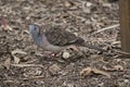 This is a side view of a peaceful dove