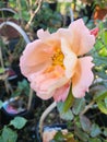 Side View Peach Rose