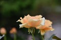 Side View of a Peach Rose in Bloom Royalty Free Stock Photo