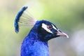 Side view of peacock Royalty Free Stock Photo