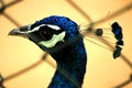 Side view of Peacock closeup shot