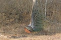 Side View of a Peacock Display Royalty Free Stock Photo