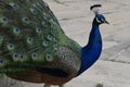 Side view of a peacock posing for a photo Royalty Free Stock Photo