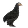 Side view of The Pekin, standing Royalty Free Stock Photo