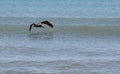 Side view of a pelican flying low over the ocean Royalty Free Stock Photo