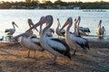 Side View of Pelicans on Riverside at Sunset in Noosaville,Queensland,Australia. Wild Animal Concept Royalty Free Stock Photo