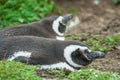 Side view of penguins lying Royalty Free Stock Photo