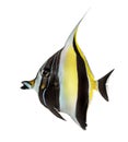 Side view of a Pennant Coralfish, Heniochus acuminatus Royalty Free Stock Photo