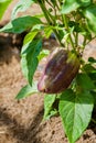 A pepper ripens from green to purple in the garden. Royalty Free Stock Photo