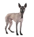 Side view of Peruvian Hairless Dog, standing Royalty Free Stock Photo