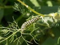 Side view of pest green caterpillar . macro of butterfly larva Royalty Free Stock Photo