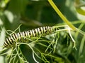 Side view of pest green caterpillar . macro of butterfly larva Royalty Free Stock Photo
