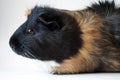 Side on view of pet guinea pig Royalty Free Stock Photo